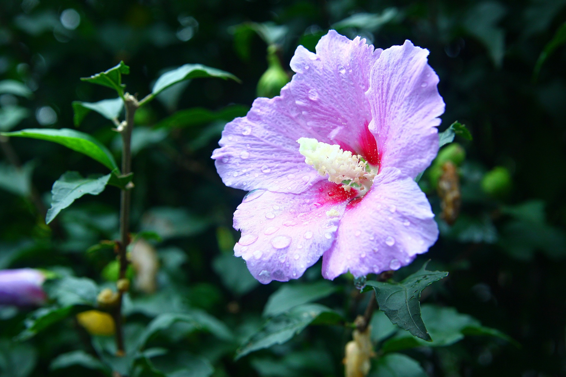 Flor Nacional (Mugunghwa)